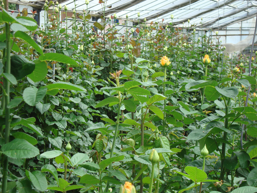 Im Glashaus der Gärtnerei Zoubek blühen tausende Rosen