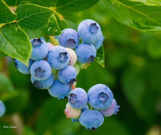 Heidelbeeren am Strauch