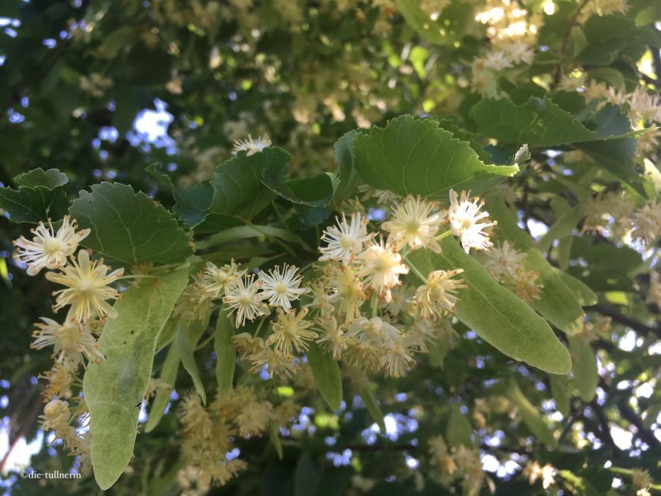 „Aromatherapie“ mit Linden …