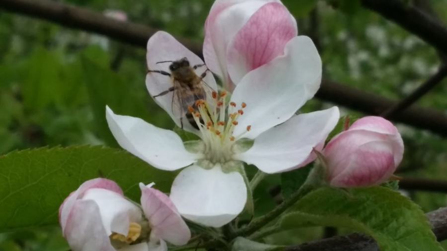 Biene auf Blüte