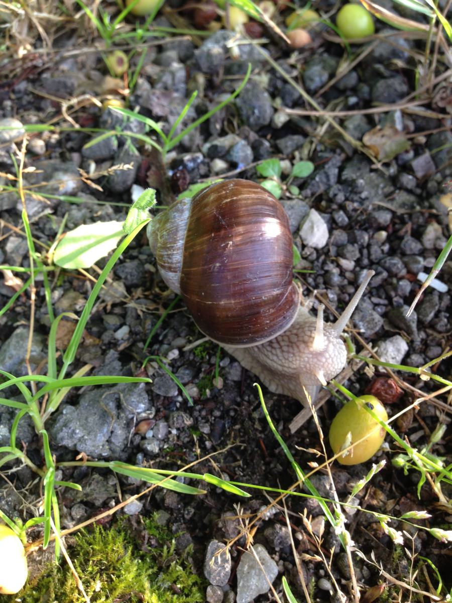 Weinbergschnecke in Action