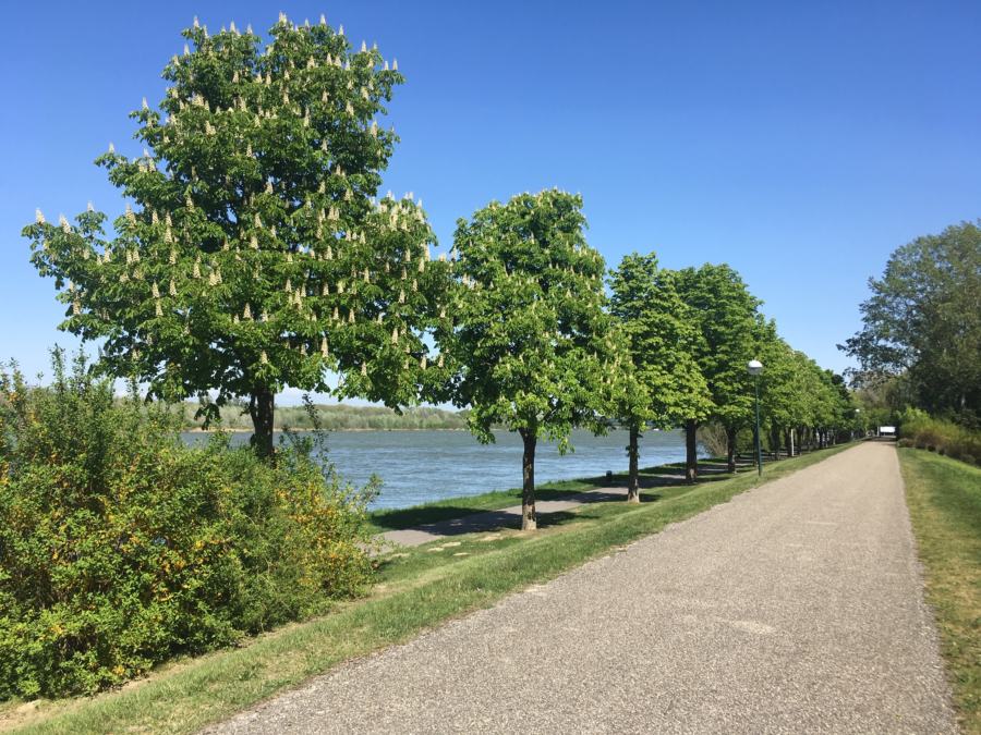 stattliche Kastanien an der Donau