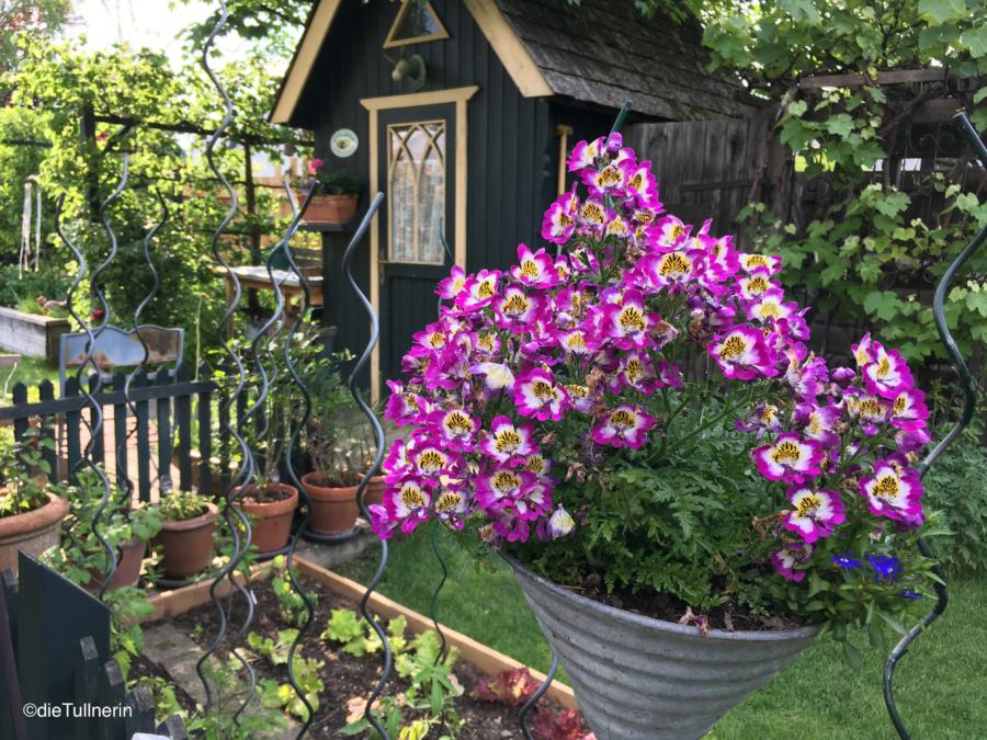Knusperhäuschen mit wunderschönen Sommerblumen im Schaugarten Weber in Langenlebarn