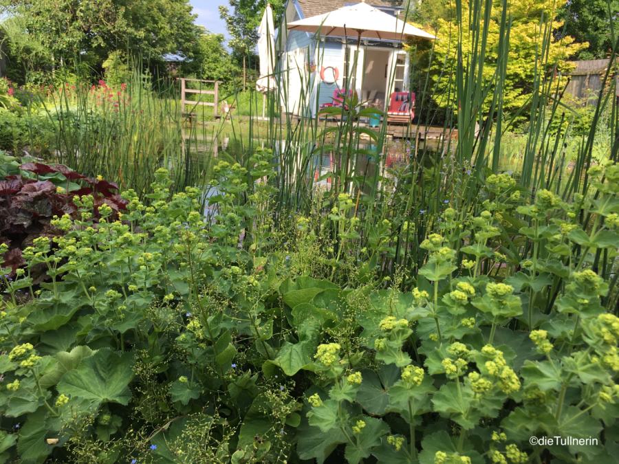 Frauenmantel und Wasserpflanzen am Teichgarten von Rainbowsend