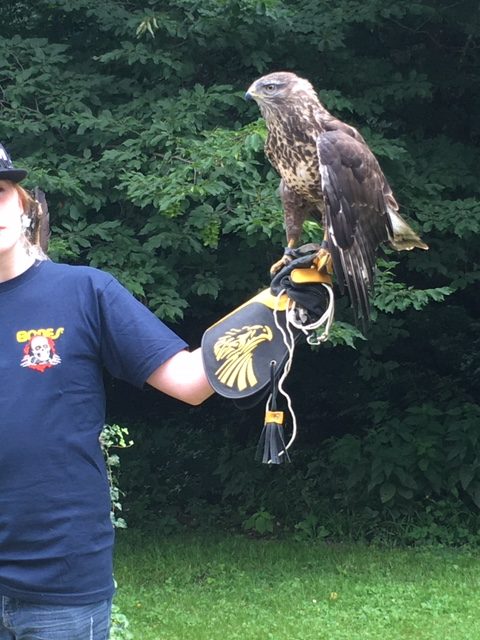 Bussard am Arm eines Mitarbeiters der Greifvogel-Station im Naturpark Eichenhain