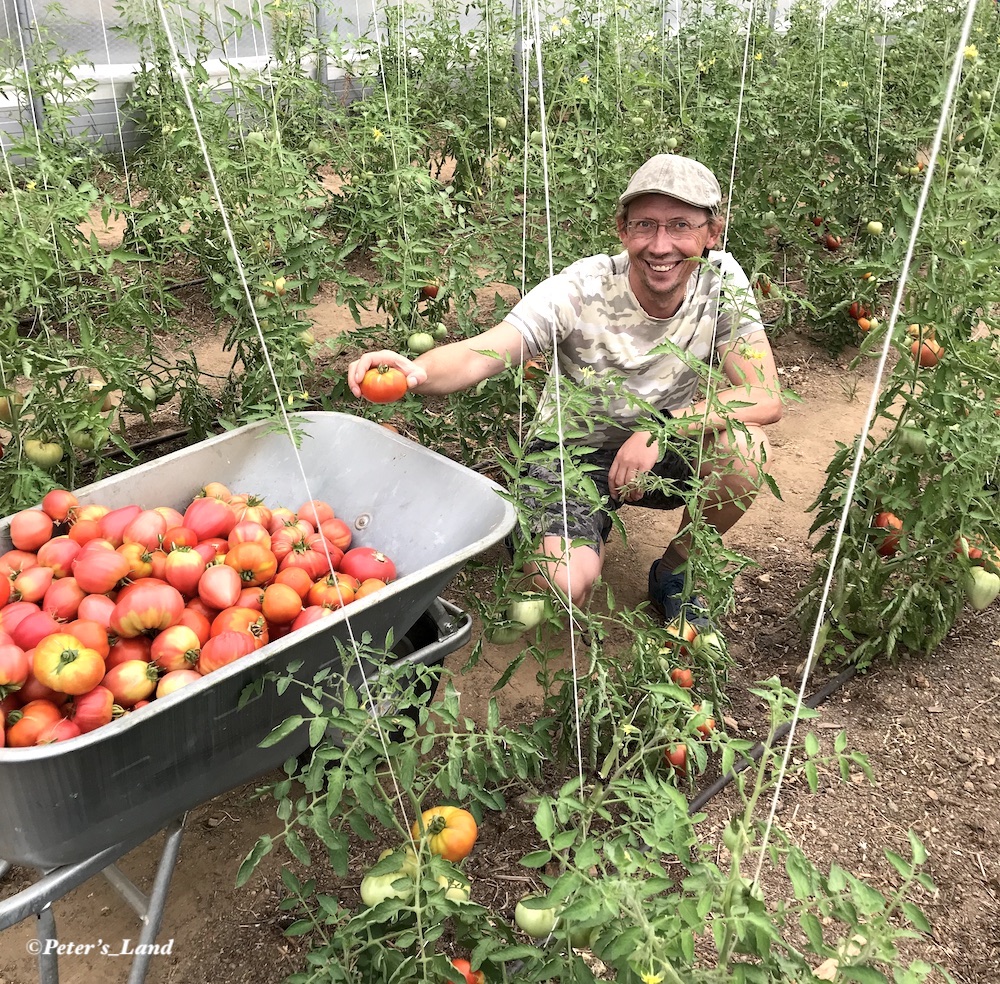 Peter bei der Ernte