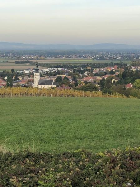 Herrlicher Ausblick auf  die Wiesen und Weinstöcke rund um Königstetten mit der Kirche im Vordergrund