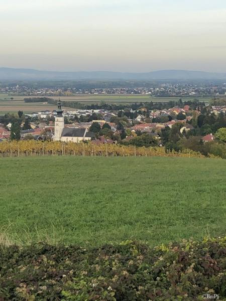 Herrlicher Ausblick auf die Wiesen und Weinstöcke rund um Königstetten mit der Kirche im Vordergrund